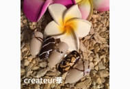 ネイルデザイン #2382